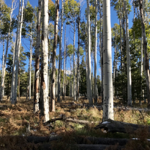 Flagstaff Forest Dweller