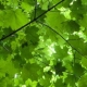 six_grandfathers_mountain