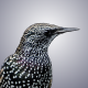 Starling Whistler