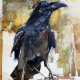 Fringed Crow