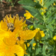 Pollinators