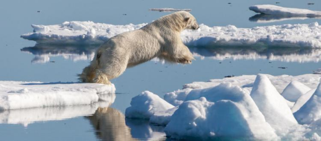 image of a polar bear in open waters attempting to jump from one spaced out ice floe to the next