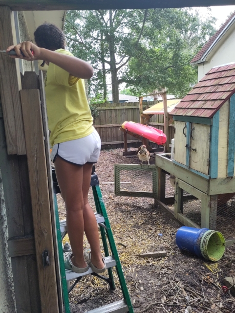 A person in crocs, white shorts, and a yellow shirt stands on the second step of a small ladder with a scr RR arrived in their left hand, unscrewing something from the side of the house. To her right, a rooster watches perched on top if the door of the chicken coop. A kayak and paddle board are seen in the background.