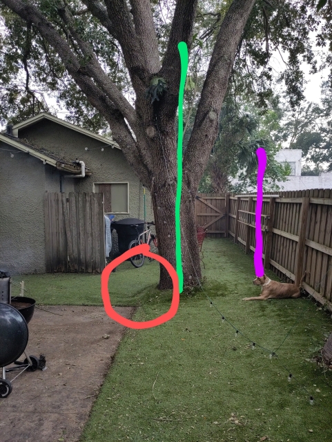 This tree used to be straight (green line) and now it leans toward our house and even wrinkles the turf (red circle) due to the shift. The crown of that tree is nestled in the branches above the grill, and, somehow the fence is leaning the opposite way (pink line).