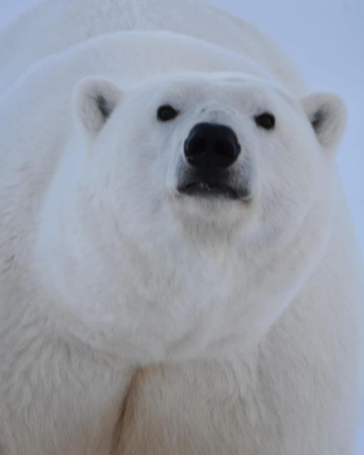 Really up-close photo of a polar bear in Kaktovik, Alaska