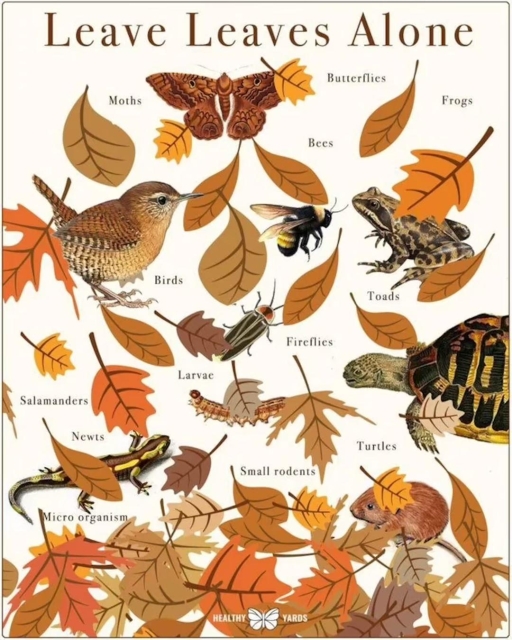 Drawing of colorful fall leaves and various animals. Under the heading "Leave Leaves Alone" we can see moths, butterflies, bees, frogs, birds, toads, salamanders, fireflies, turtles, and small rodents.