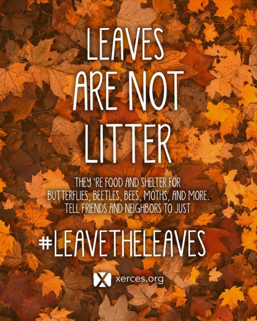 Orange, yellow, and red fall leaves lying on the ground, with this caption: "Leaves are not litter. They're food and shelter for butterflies, beetles, bees, moths, and more. Tell friends and neighbors to just leave the leaves."