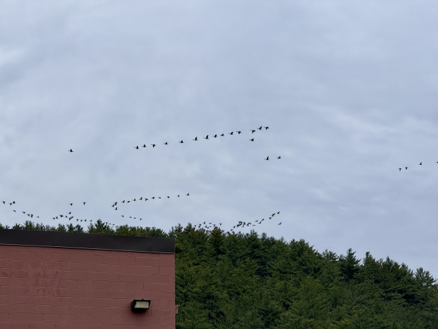 big flock(s) of geese flying, west? 