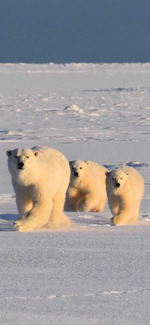 A polar bear mom and two cubs in Kaktovik, Alaska.