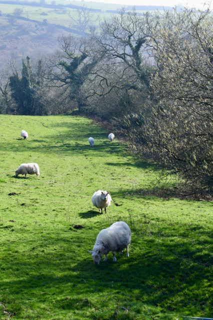 Sheep grazing in a green field under hazel trees.