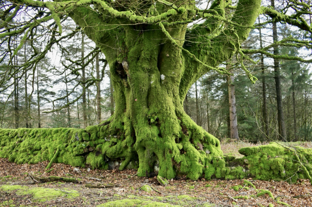 A huge mossy beech tree in a mossy wall.