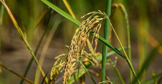 Europe’s Rice Production Faces Risk Without Urgent Action, Say Producers